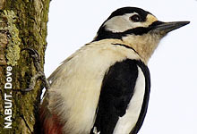 Buntspecht
